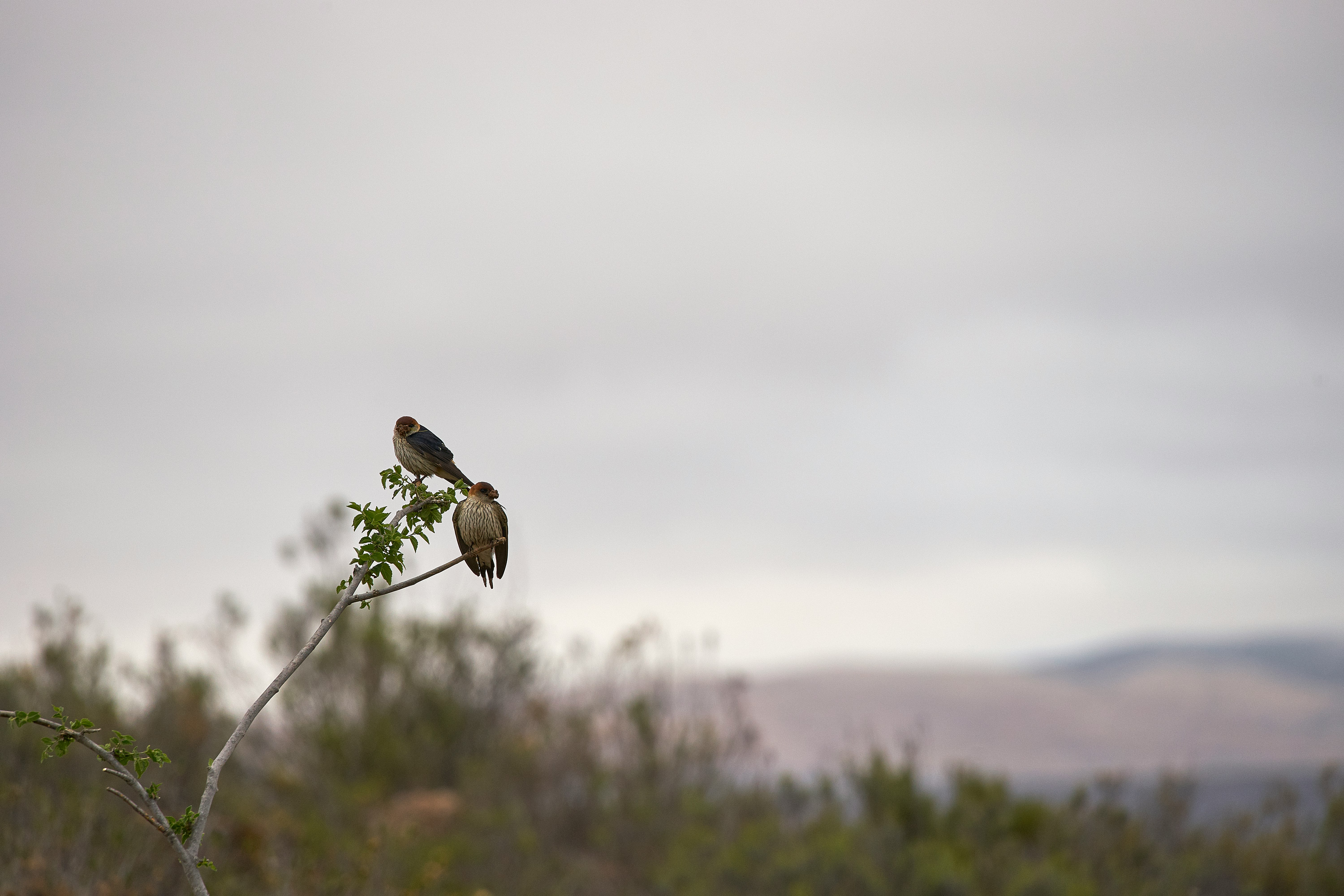 brown bird on brown tree branch during daytime